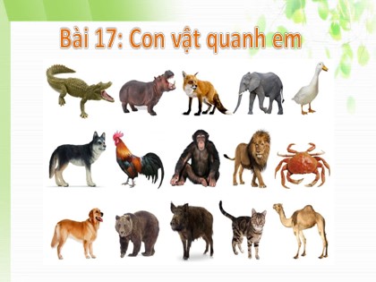 Bài giảng Tự nhiên và Xã hội 1 (Kết nối tri thức) - Bài 17: Con vật quanh em